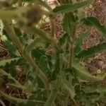 Crepis foetida Likasa