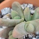 Glottiphyllum oligocarpum List
