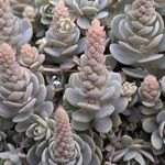 Orostachys malacophylla Blad