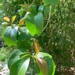 Eugenia uniflora Likasa