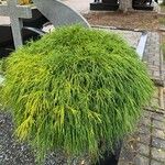 Acacia cognata Fuelha