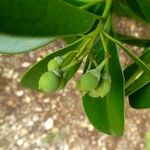 Canella winterana Fruit