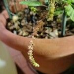 Amaranthus blitum Flower