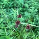 Scirpus atrovirens 果