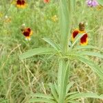 Monarda citriodora Folha