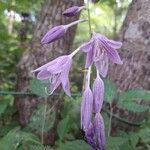 Hosta sieboldiiBlüte