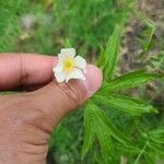 Anemone canadensis Цветок