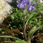 Phyteuma globulariifolium 整株植物