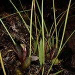 Maxillaria sanguinea Buveinė