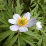 Anemonoides caerulea Flower