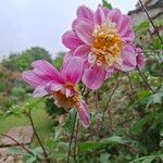 Dahlia merckii Flower