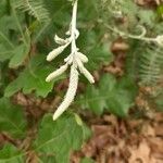 Amorpha canescens 花