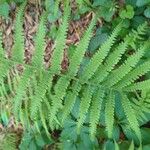 Thelypteris noveboracensis Leaf