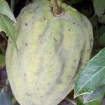 Araujia sericifera Frukt