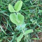 Lathyrus oleraceus Blad