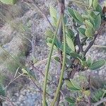 Mascarenhasia arborescens Fruto