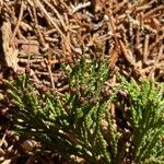 Chamaecyparis thyoides Leaf