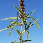 Amaranthus muricatus Flor