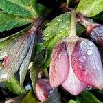 Helleborus orientalis Folio