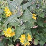 Lysimachia punctata 葉