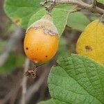 Cordia monoica ফল