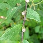 Lessingianthus saltensis Otro