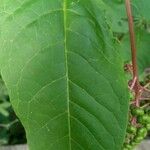 Phytolacca americana Leaf