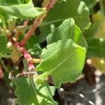 Rumex roseus Hoja