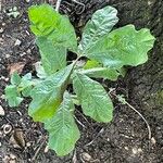 Quercus marilandica Leaf