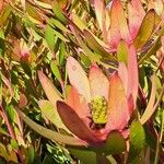 Leucadendron salignum Flor