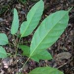 Pimelodendron griffithianum Hoja