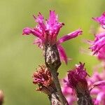 Vernonia gigantea Flower