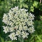 Daucus carotaFlower