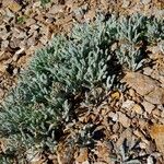 Achillea nana Habitus