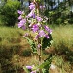 Campanula bononiensisBlomma