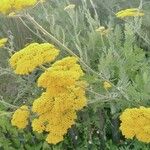 Achillea filipendulinaŽiedas