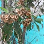 Pluchea carolinensis Flower