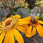 Ligularia dentata Flower