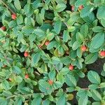 Cotoneaster dammeriফল