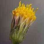Erigeron petrophilus Flower