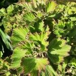 Pelargonium inquinans Leaf