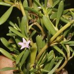 Sesuvium portulacastrum പുഷ്പം