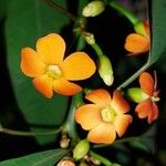 Euphorbia fulgens ᱵᱟᱦᱟ