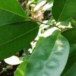 Xylopia rubescens Leaf
