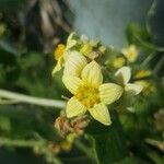 Bryonia verrucosa Flor