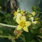 Bryonia verrucosa Flower