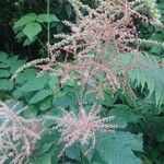 Aruncus dioicusFlower