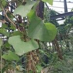 Aristolochia littoralis Blatt