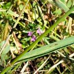 Lolium rigidum Leaf