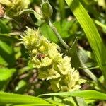 Sideritis syriaca Flower